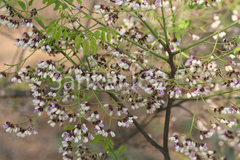 Dalbergia paniculata